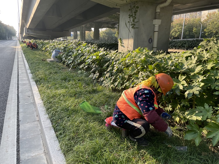 西環(huán)路海洋路補(bǔ)植麥冬.jpg 西環(huán)路海洋路補(bǔ)植麥冬.jpg